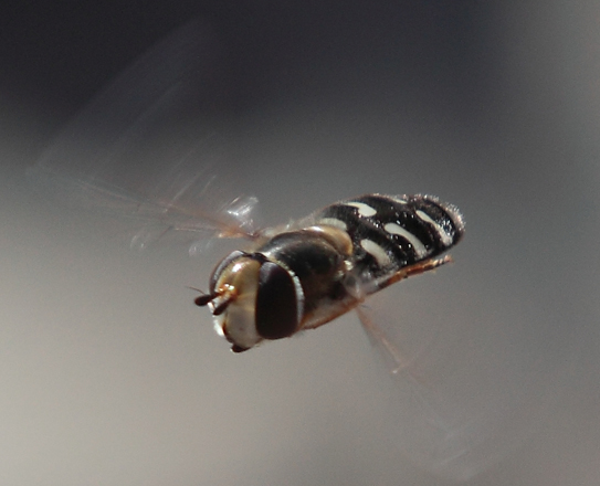 Syrphidae?